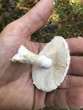 Amanita hesleri image