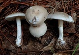 Amanita porphyria image