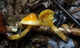 Hygrocybe psittacina var. perplexa image