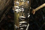 Skeletocutis lilacina image