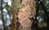 Skeletocutis lilacina image