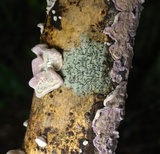 Skeletocutis lilacina image