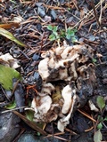 Geopora cooperi image