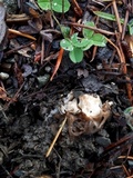 Geopora cooperi image