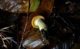 Cuphophyllus pratensis image