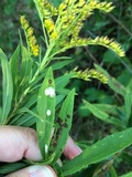 Botryosphaeria dothidea image