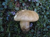 Caloboletus rubripes image