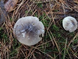 Tricholoma portentosum image