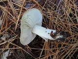 Tricholoma portentosum image