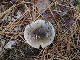 Tricholoma portentosum image