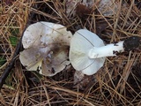 Tricholoma portentosum image