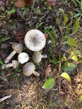 Amanita xanthomitra image