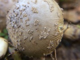 Amanita xanthomitra image