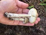 Amanita xanthomitra image