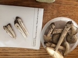Amanita xanthomitra image