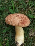 Xerocomus hortonii image