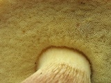 Xerocomus hortonii image