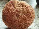Xerocomus hortonii image