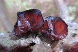 Exidia recisa image
