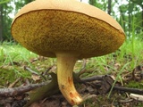 Boletus ochraceoluteus image