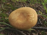 Boletus ochraceoluteus image