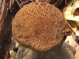 Boletellus chrysenteroides image
