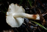 Inocybe fraudans image