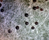 Erysiphe polygoni image