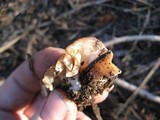 Discina ancilis image