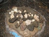 Morchella snyderi image