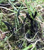 Xylaria liquidambar image