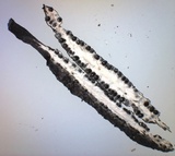 Xylaria liquidambar image