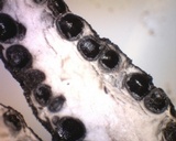 Xylaria liquidambar image