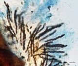 Xylaria liquidambar image