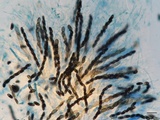 Xylaria liquidambar image