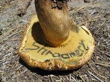 Caloboletus rubripes image