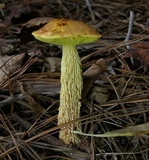 Heimioporus betula image