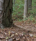 Heimioporus betula image