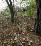 Heimioporus betula image