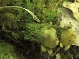 Calostoma lutescens image