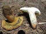 Caloboletus rubripes image