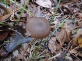 Entoloma hebes image