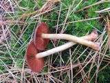 Cortinarius ominosus image