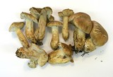 Tricholoma imbricatum image