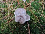 Cantharellula umbonata image