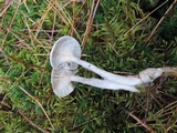 Cantharellula umbonata image