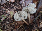 Mycopan scabripes image