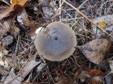 Mycopan scabripes image