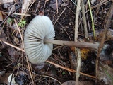 Mycopan scabripes image