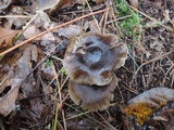 Mycopan scabripes image